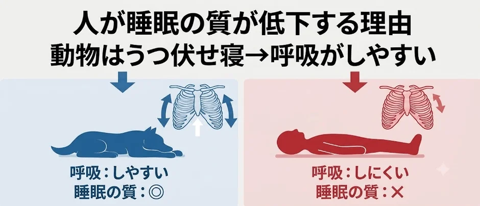 人間と動物の睡眠姿勢による呼吸の違い