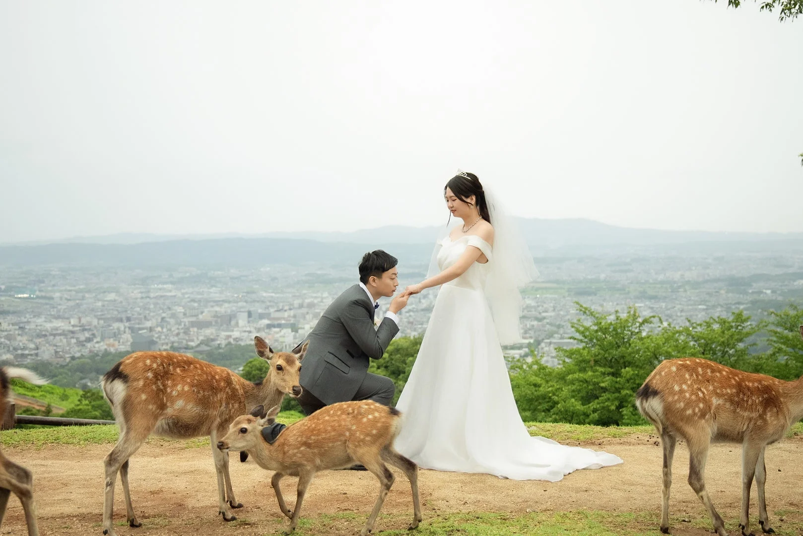 奈良の鹿とウェディングフォト