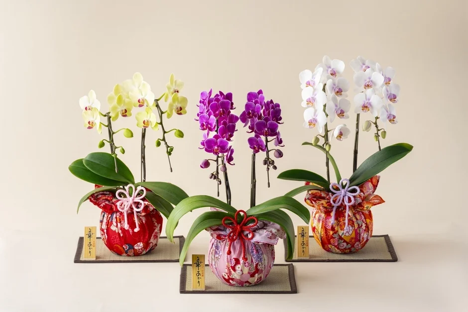 黄色、紫、白の3色の胡蝶蘭の鉢植えが並んでいます。それぞれ和柄の布で包まれた鉢には飾り紐があしらわれ、小さなマットの上に置かれており、上品な贈答品や室内の装飾を思わせる美しい構図です。