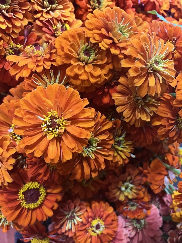 鮮やかなオレンジ色の花々が画面いっぱいに咲き誇るクローズアップ画像です。ジニアのような暖色系の花が密集しており、生命力あふれる美しい光景が広がっています。